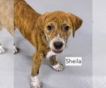 Small Photo #5 Beagle-Unknown Mix Puppy For Sale in Gilberts, IL, USA