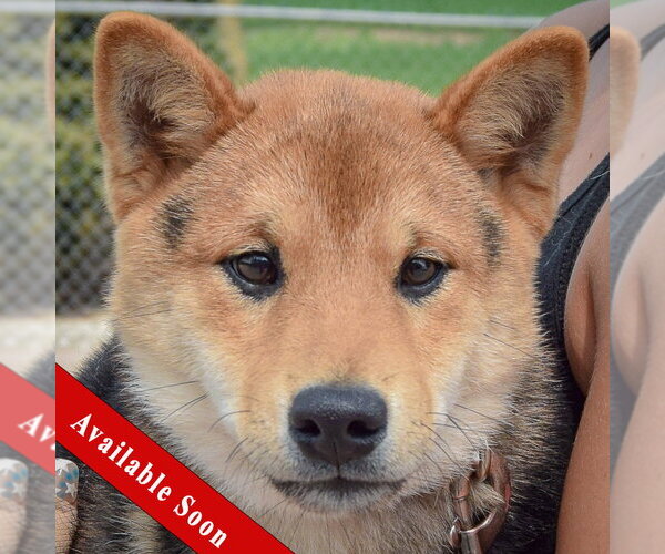 Medium Photo #1 Shiba Inu Puppy For Sale in Huntley, IL, USA