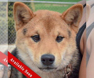 Shiba Inu Dogs for adoption in Huntley, IL, USA
