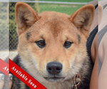 Small Shiba Inu