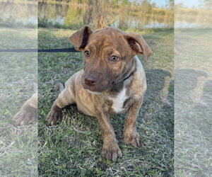 Mutt Dogs for adoption in Tarrytown, GA, USA