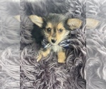 Small Photo #6 Aussie-Corgi-Poodle (Toy) Mix Puppy For Sale in CENTRALIA, IL, USA