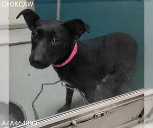 Mutt Dogs for adoption in Oklahoma City, OK, USA