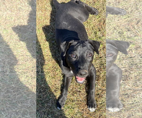 Medium Photo #1 Labrador Retriever-Unknown Mix Puppy For Sale in Garner, NC, USA