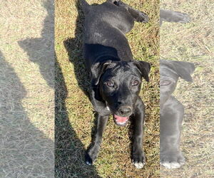 Labrador Retriever-Unknown Mix Dogs for adoption in Garner, NC, USA