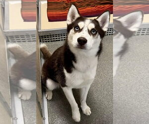 Cowboy - Male Siberian Husky Dog for Adoption - Photo #4