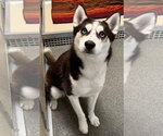 Small Photo #4 Siberian Husky Puppy For Sale in Cedar Crest, NM, USA