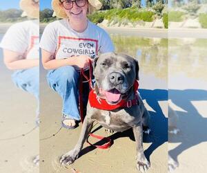 LUNA - Female Mutt Dog for Adoption - Photo #3