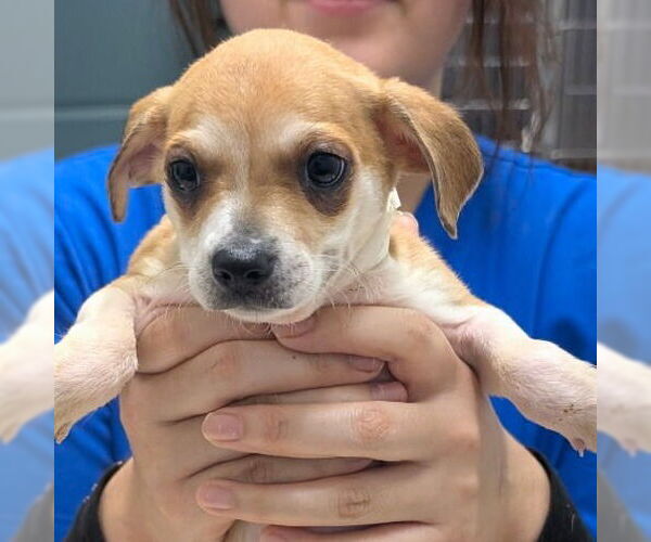 Medium Photo #1 Chihuahua-Unknown Mix Puppy For Sale in Chico, CA, USA