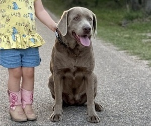 Mother of the Labrador Retriever puppies born on 06/28/2025