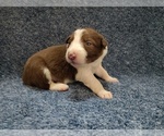 Small #23 Border Collie