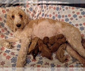 Mother of the Goldendoodle puppies born on 06/15/2023