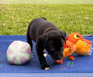 Labrador Retriever-Unknown Mix Dogs for adoption in Claremore, OK, USA