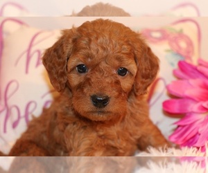 Goldendoodle Puppy for sale in BRIGHTON, MO, USA