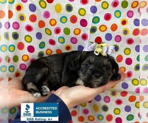 Schnauzer (Miniature) Puppy for sale in WINNSBORO, LA, USA