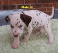 Small Photo #17 Dalmatian Puppy For Sale in ELKMONT, AL, USA