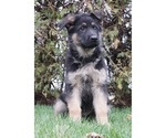 Small Photo #2 German Shepherd Dog Puppy For Sale in NAPPANEE, IN, USA