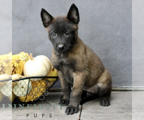 Medium Photo #4 Belgian Malinois Puppy For Sale in RONKS, PA, USA