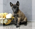 Raina - Female Belgian Malinois Puppy for Sale - Photo #4