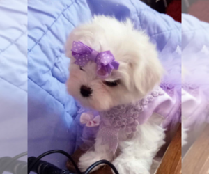 Maltese Puppy for sale in FORT LAUDERDALE, FL, USA