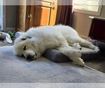 Small #2 Great Pyrenees
