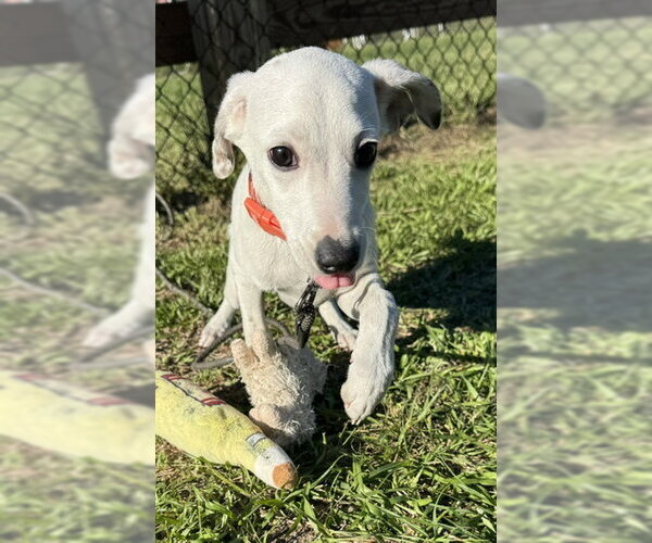 Medium Photo #4 Mutt Puppy For Sale in Tarrytown, GA, USA