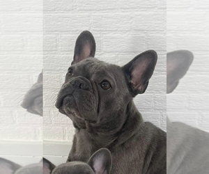 Mother of the French Bulldog puppies born on 01/12/2023