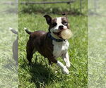 Small #1 American Pit Bull Terrier Mix