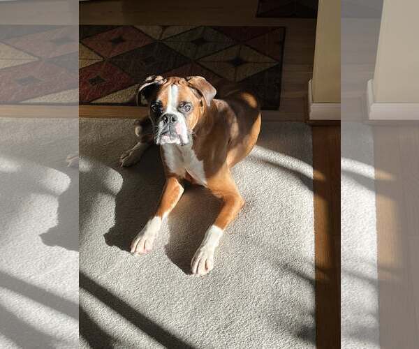 Medium Photo #2 Boxer Puppy For Sale in Stanwood, WA, USA