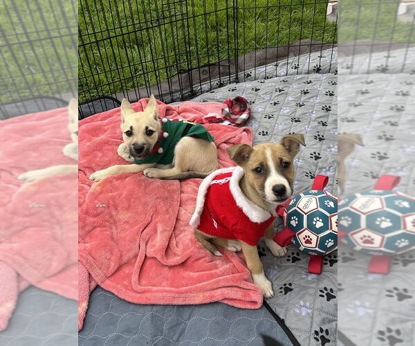 Medium Photo #3 Border Collie-Boxer Mix Puppy For Sale in San Diego , CA, USA