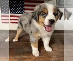 Puppy Cosmo Miniature Australian Shepherd