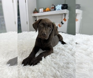 Labrador Retriever Puppy for Sale in INDIANAPOLIS, Indiana USA