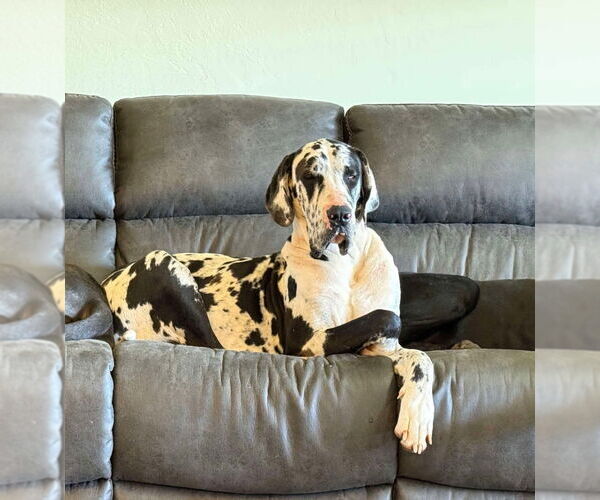 Medium Photo #1 Great Dane Puppy For Sale in Bullard, TX, USA