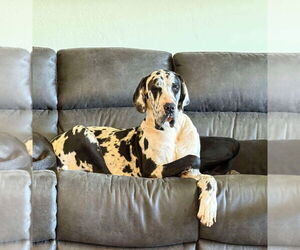 Great Dane Dogs for adoption in Bullard, TX, USA