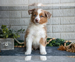 Small #2 Miniature Australian Shepherd