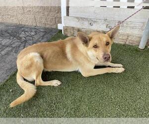 German Shepherd Dog-Unknown Mix Dogs for adoption in Modesto, CA, USA