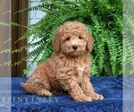 Small #2 Goldendoodle (Miniature)