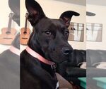 Small American Pit Bull Terrier-Labrador Retriever Mix