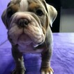 Small Photo #5 Bulldog Puppy For Sale in GROSSE POINTE FARMS, MI, USA