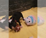 Small Photo #2 Boston Terrier Puppy For Sale in SUGAR LAND, TX, USA