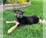 Small Photo #5 German Shepherd Dog Puppy For Sale in INDIANAPOLIS, IN, USA