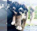 Puppy 4 Boxer-Siberian Husky Mix