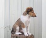 Small #4 Collie