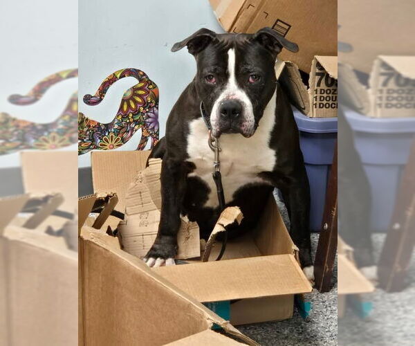 Medium Photo #10 American Staffordshire Terrier-Unknown Mix Puppy For Sale in Sayreville, NJ, NJ, USA