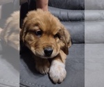 Puppy 1 Great Pyrenees-Rottweiler Mix