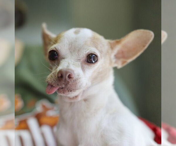 Medium Photo #1 Chihuahua-Unknown Mix Puppy For Sale in San Antonio, TX, USA