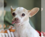 Small Chihuahua Mix