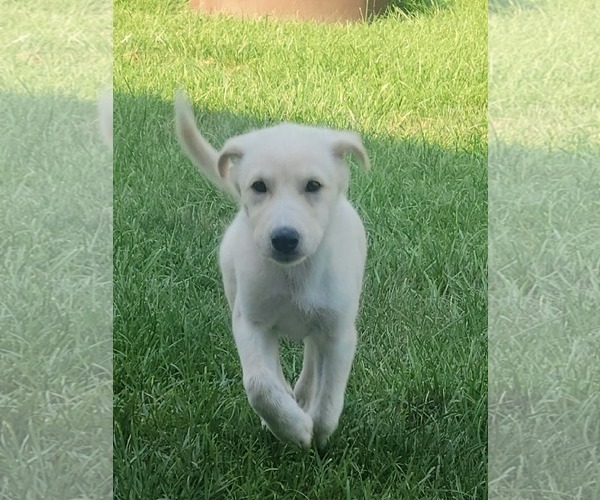 Medium Photo #2 Great Pyrenees-Unknown Mix Puppy For Sale in Plainfield, IL, USA