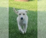 Small #1 Great Pyrenees Mix