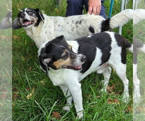 Levon (& Leroy) - Male Beagle-Unknown Mix Dog for Adoption - Photo #6
